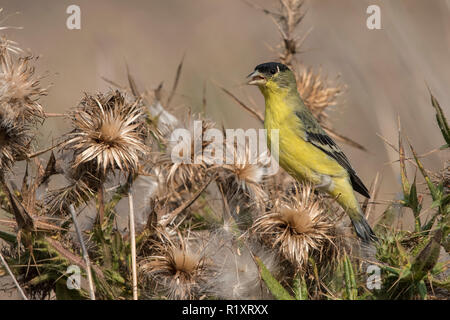 Una minore cardellino (Spinus psaltria) alimenta sui semi di un asciutto thistle impianto in California. Foto Stock