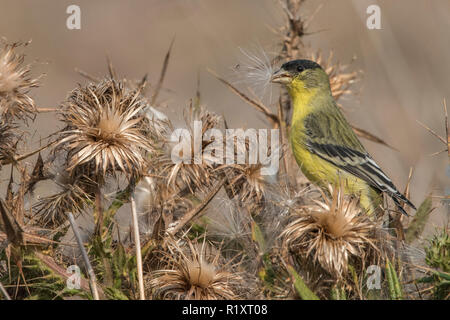 Una minore cardellino (Spinus psaltria) alimenta sui semi di un asciutto thistle impianto in California. Foto Stock