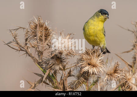 Una minore cardellino (Spinus psaltria) alimenta sui semi di un asciutto thistle impianto in California. Foto Stock