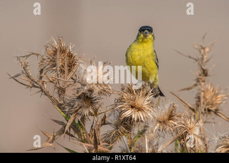 Una minore cardellino (Spinus psaltria) alimenta sui semi di un asciutto thistle impianto in California. Foto Stock