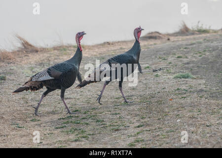 Una coppia di tacchini selvatici (Meleagris gallopavo) passeggiare attraverso wildcat canyon parco regionale nella regione della Baia della California. Foto Stock