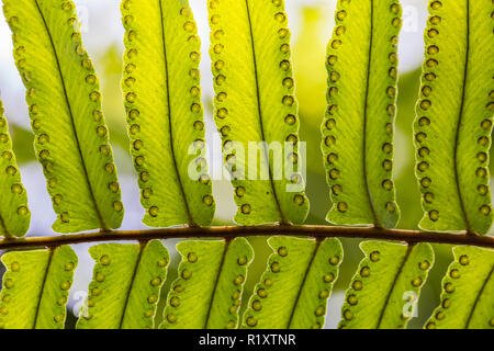 Creative verde tropicale lascia il layout. Molla di natura concetto. Lay piatto. Foto Stock