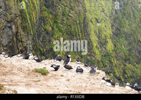 Colonia di pulcinelle di mare - uccelli marini pelagici, Fratercula, su una scogliera nella stagione riproduttiva, Skomer Island, Riserva Naturale Nazionale, Galles Foto Stock