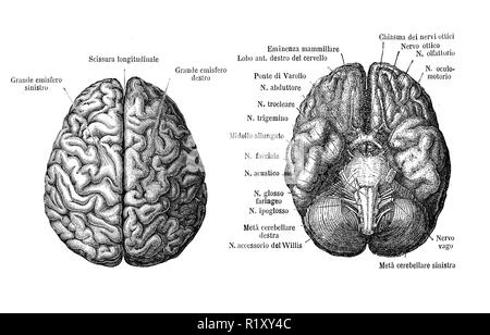 Illustrazione vintage di anatomia, cervello superiore e da sotto vista, descrizioni anatomiche in italiano Foto Stock