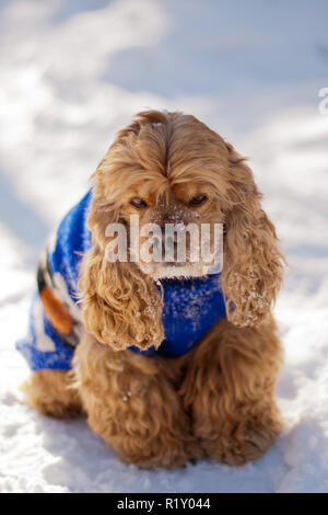 American cocker spaniel sulla neve Foto Stock