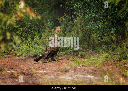 Femmina di gallo cedrone seduti a terra su uno sfondo di una boccola Foto Stock
