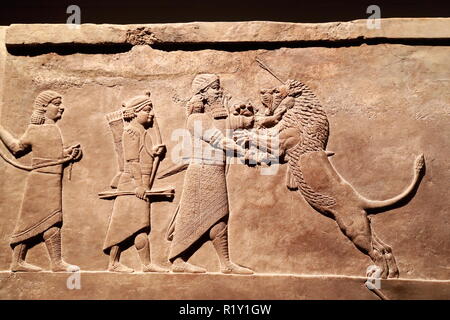 Rilievo assiro mostra lion scene di caccia al British Museum di Londra, Regno Unito Foto Stock