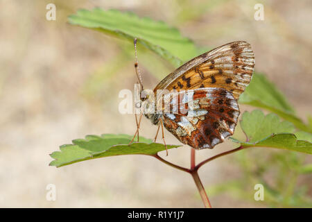 Farfalla marrone con ali maculato seduta su foglie di close-up Foto Stock