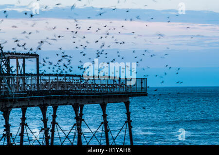 Aberystwyth Wales UK, 15/11/2018. Regno Unito: Meteo le forme sfocate di alcune delle migliaia di storni come essi intervengano in giù a roost clamorosamente per la notte della foresta di ghisa gambe sotto il Aberystwyth vittoriana molo sul mare. Aberystwyth è una delle poche aree urbane posatoi nel paese e attira gente da tutto il Regno Unito per testimoniare la spettacolare visualizza notturni. Photo credit Keith Morris / Alamy Live News Foto Stock