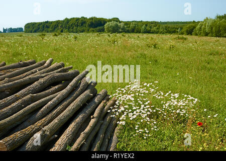 Pila di tronchi di legno accatastati sul prato tra i motley erba vicino alla foresta in estate Foto Stock