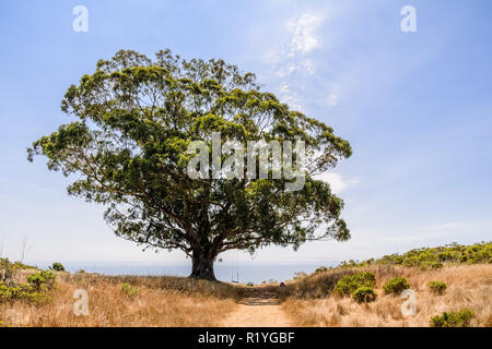 Eucalipto albero che cresce sulle colline di Marin County; la fascia costiera sull'Oceano Pacifico e cielo blu in background; percorso a piedi ed erba secca nel fo Foto Stock