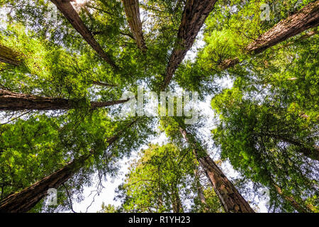 Guardando in alto in una foresta di Redwood, Mt Tamalpais State Park, Marin County, California Foto Stock