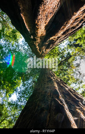 Guardando in alto lungo il tronco di due alberi di sequoia crescendo insieme vicino Monte Tamalpais State Park, Marin County, a nord di San Francisco Bay Area, Californi Foto Stock