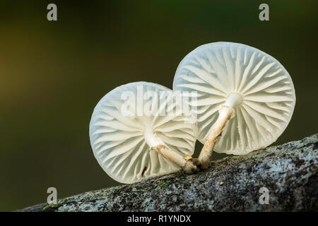 Fungo di porcellana (Oudemansiella mucida), New Forest National Park, Hampshire, Inghilterra Foto Stock