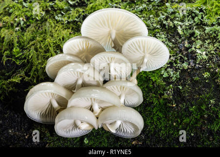 Fungo di porcellana (Oudemansiella mucida), New Forest National Park, Hampshire, Inghilterra Foto Stock