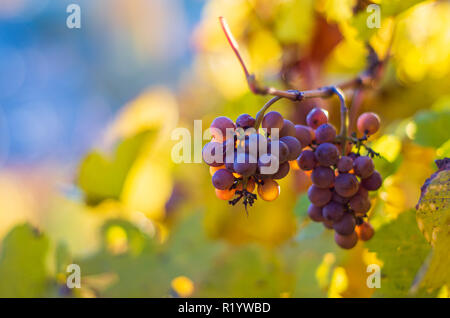 Grappolo di uva su un vitigno in autunno il tempo del raccolto retroilluminati da sole di setting Foto Stock