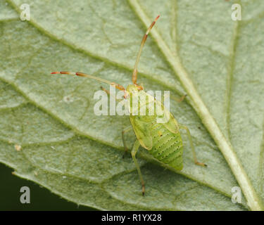 Ninfa di Pantilius tunicatus mirid bug in appoggio su una foglia. Tipperary, Irlanda Foto Stock