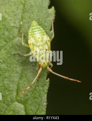 Pantilius tunicatus mirid bug nymph strisciando sulla foglia. Tipperary, Irlanda Foto Stock