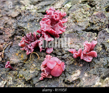 Viola Jellydisc fungo (Ascocoryne sarcoides) cresce su caduto albero di quercia. Tipperary, Irlanda Foto Stock