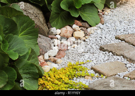 Percorso di ghiaia in giardino con Bergenia su aiuola . Foto Stock