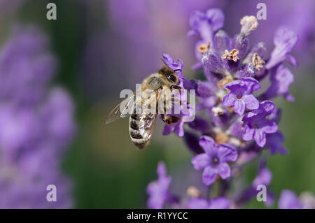 Il miele europeo Bee, Western miele delle api (Apis mellifera, Apis mellifica). Lavoratore a una Lavanda fiori. Germania Foto Stock