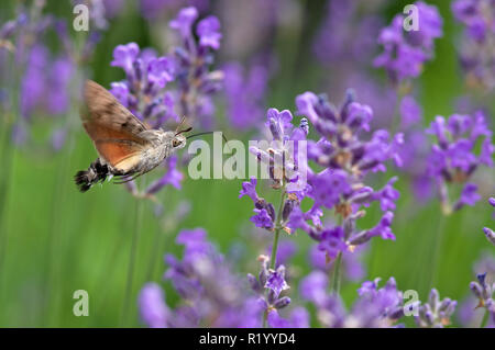 Hummingbird Hawkmoth (Macroglossum stellatarum) alimentazione sulla Lavanda fiori (Lavendula angustifolia). Germania Foto Stock