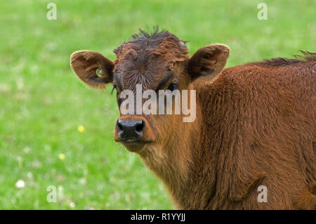 Ricreato uro, Heck Bovini (Bos primigenius primigenius), il ritratto di un vitello. Germania Foto Stock