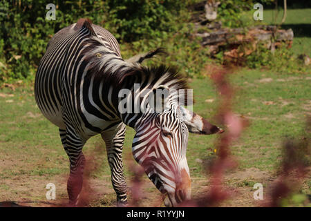 Un Grévy's zebra mangia fieno nel parco. Un bellissimo animale con alternanza di bianco e nero. Giornate calde in estate Foto Stock