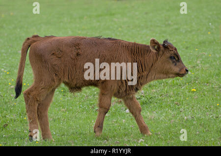 Ricreato uro, Heck Bovini (Bos primigenius primigenius). A piedi di vitello su un prato. Germania Foto Stock