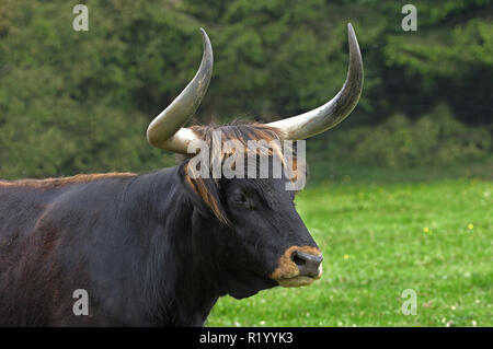 Ricreato uro, Heck Bovini (Bos primigenius primigenius), il ritratto di una mucca. Germania Foto Stock