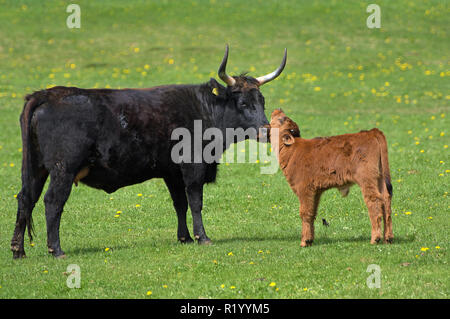 Ricreato uro, Heck Bovini (Bos primigenius primigenius). Vacca vitello di leccatura su un prato. Germania Foto Stock