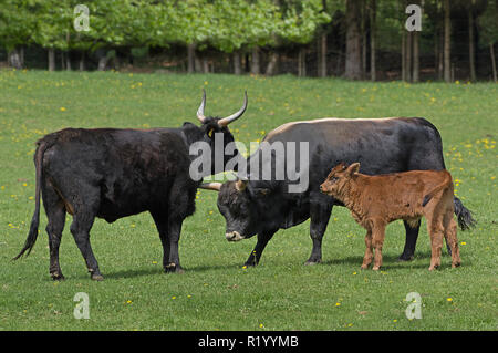 Ricreato uro, Heck Bovini (Bos primigenius primigenius). Famiglia su un prato. (Bull, mucca, vitello). Germania Foto Stock