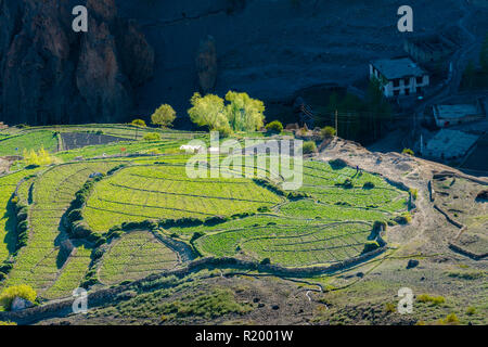 Terrazza verde campi, disposto tra le pareti di pietra, appartengono a Dankhar villaggio, che si trova in alto al di sopra della valle di Spiti Foto Stock