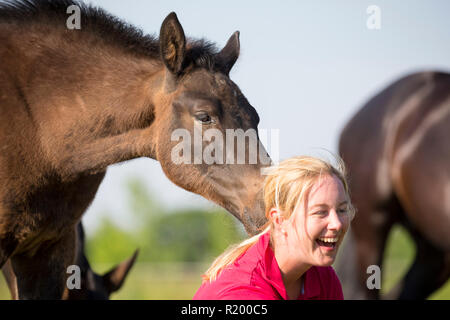 Warmblood. Ridendo donna con giocoso puledri su un pascolo. Germania Foto Stock