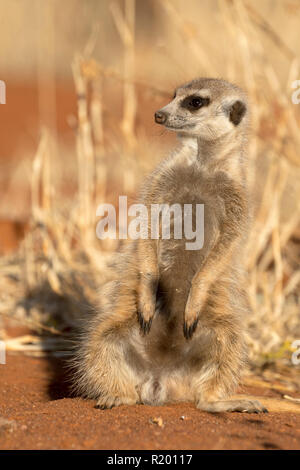 Suricate, Sottile-tailed Meerkat (Suricata suricatta). Adulto seduto alla tana, guardando per pericolo. Kalahari, Sud Africa Foto Stock