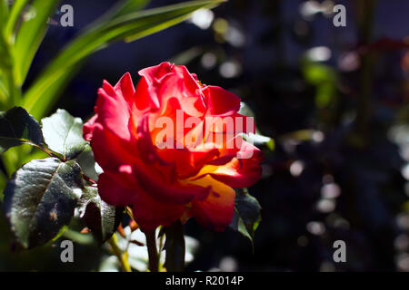 Rosso brillante fiore rosa ma ombreggiata con il fascio di luce del sole serale sui suoi petali. Incandescente luminose Red Rose, luce della sera, il fuoco selettivo. Foto Stock