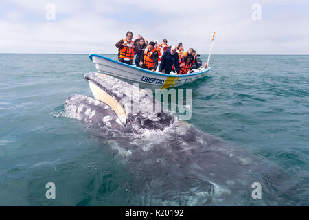 I turisti alla ricerca di balena grigia (Eschrichtius robustus) accanto a una barca. Baja California, Messico Foto Stock