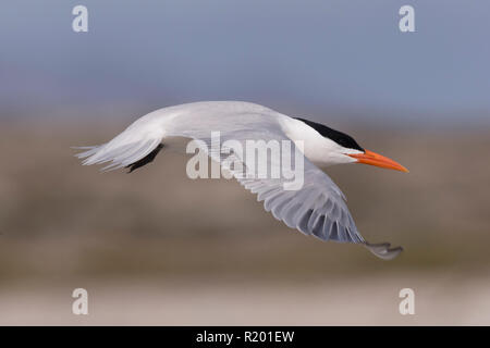 Royal Tern (Thalasseus maximus) adulto in volo. America Centrale, Messico, Baja California Sur, Puerto San Carlos, Magdalena Bay Foto Stock