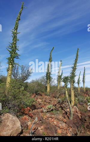 Boojum Tree (Fouquieria columnaris). Gruppo in semi-arido paesaggio. Messico, Baja California Sur, Sierra San Francisco, semi paesaggio del deserto, Boojum albero o cirio (Fouquieria columnaris) Foto Stock