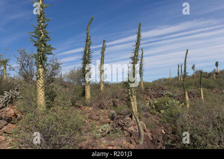 Boojum Tree (Fouquieria columnaris) . Gruppo in semi-arido paesaggio. Messico, Baja California Sur, Sierra San Francisco, semi paesaggio del deserto, Boojum albero o cirio (Fouquieria columnaris) Foto Stock