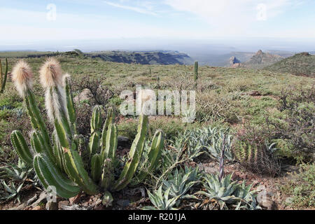 Semi-arido deserto con cactus. America Centrale, Messico, Baja California Sur, Sierra San Francisco Foto Stock