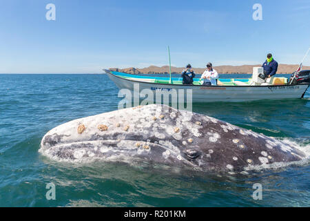 I turisti alla ricerca di balena grigia (Eschrichtius robustus), Baja California, Messico Foto Stock