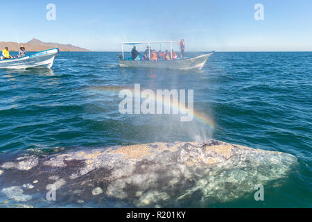 I turisti alla ricerca di balena grigia (Eschrichtius robustus), Baja California, Messico Foto Stock