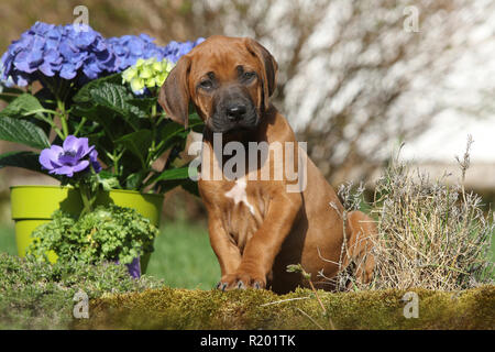 Ridgeback rhodesiano. Cucciolo (she-cane, 7 settimane di età) seduto accanto a fiori di primavera in un giardino. Germania Foto Stock