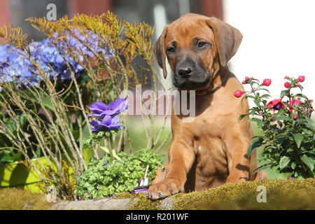 Ridgeback rhodesiano. Cucciolo (she-cane, 7 settimane di età) seduto accanto a fiori di primavera in un giardino. Germania Foto Stock