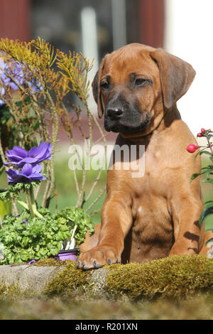 Ridgeback rhodesiano. Cucciolo (she-cane, 7 settimane di età) seduto accanto a fiori di primavera in un giardino. Germania Foto Stock