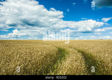Le tracce in un campo di grano e nuvole nel cielo Foto Stock