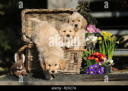 Golden Retriever. Tre cuccioli (femmine, di 7 settimane di età) nel cesto di vimini accanto alla decorazione di Pasqua. Germania Foto Stock