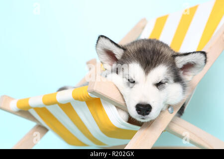 Alaskan Malamute. Cucciolo (6 settimane di età) dormire in una sedia a sdraio. Studio Immagine. Germania Foto Stock