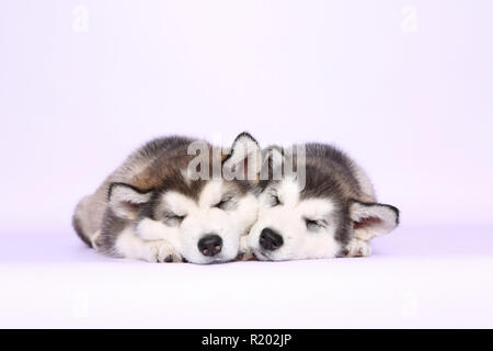 Alaskan Malamute. Due cuccioli (6 settimane di età) dormire, visto testa-a. Studio Immagine, visto contro uno sfondo viola. Germania Foto Stock